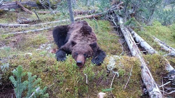 Застреленный медведь в природном парке Ергаки
