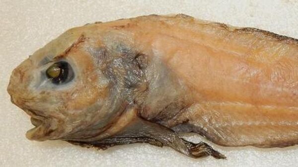 Ученые открыли новый вид рыб в Беринговом море