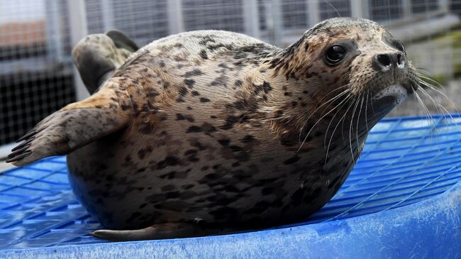 Центр реабилитации морских млекопитающих Тюлень в Приморском крае