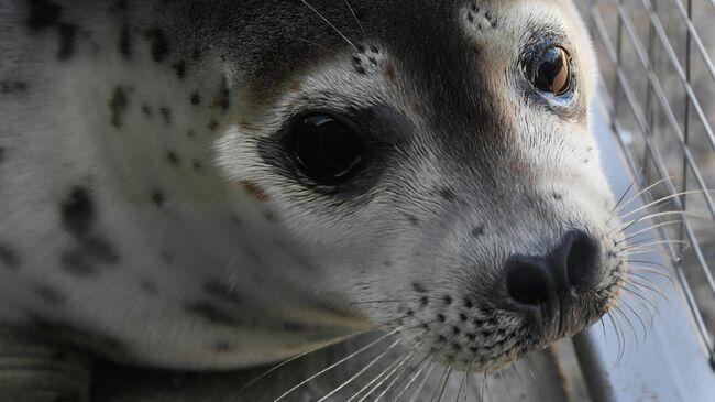 Центр реабилитации морских млекопитающих Тюлень в Приморском крае