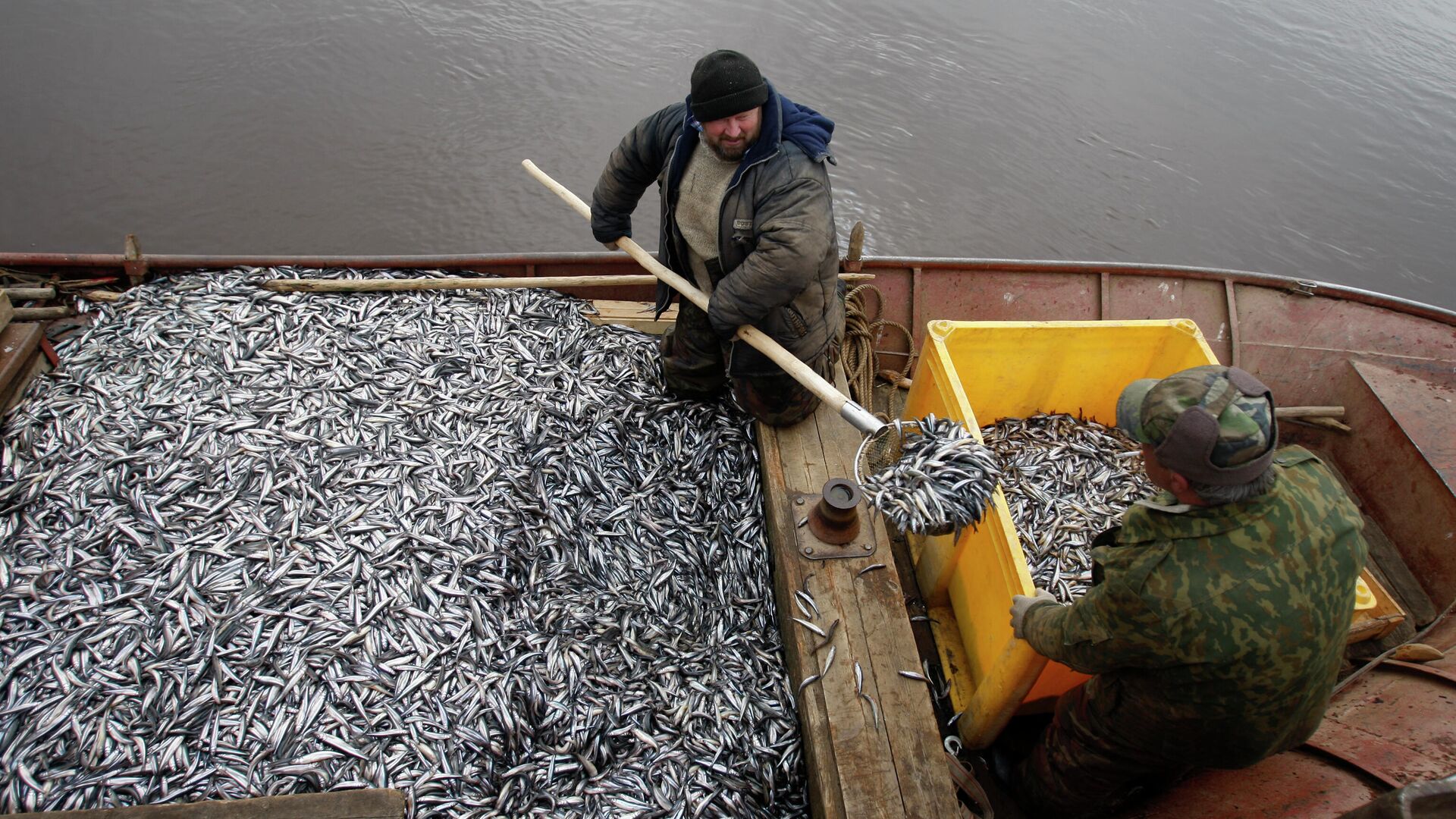 Рыбаки перегружают выловленную корюшку в ящик для дальнейшей транспортировки - РИА Новости, 1920, 25.04.2024