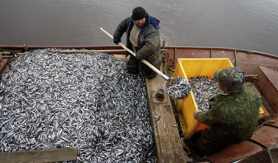 Рыбаки перегружают выловленную корюшку в ящик для дальнейшей транспортировки