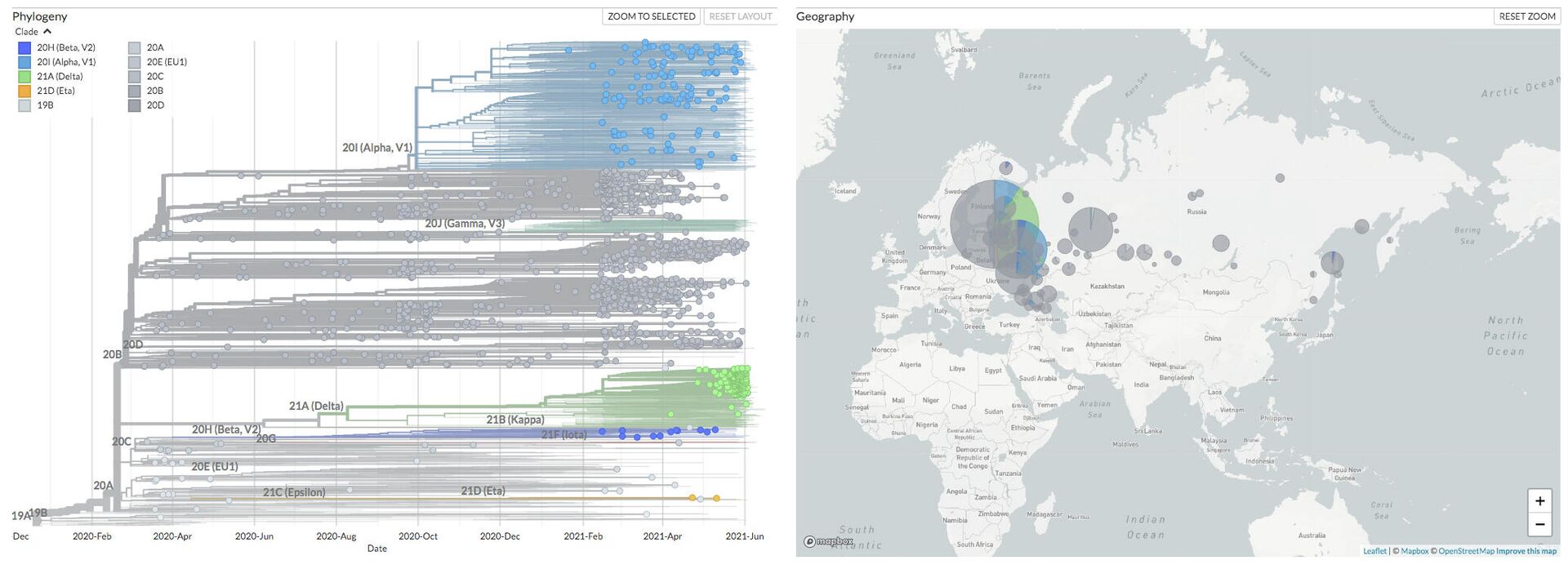  Филогенетическое дерево штаммов коронавируса в России (слева) и их географическая распространенность (справа) по состоянию на 24 июня 2021 года  - РИА Новости, 1920, 24.06.2021