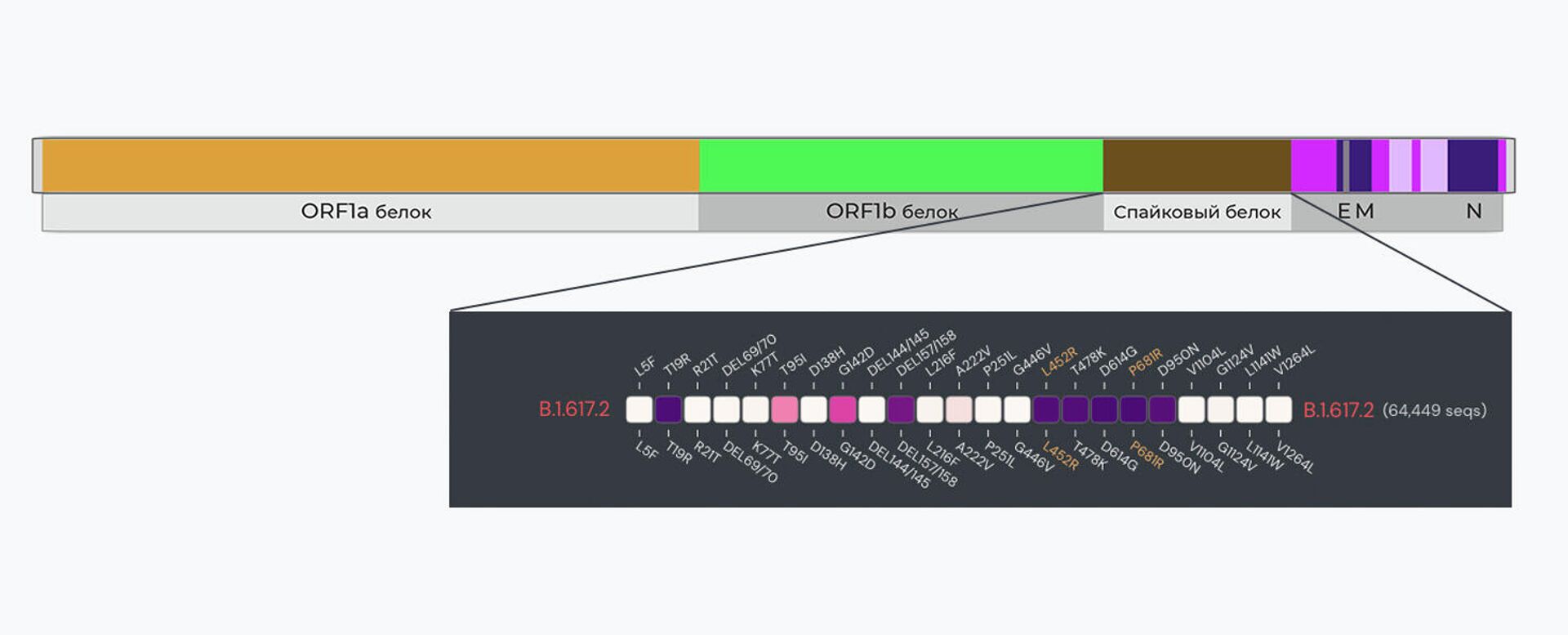 Общая структура генома коронавируса SARS-Cov-2. Каждый участок, показанный разными цветами, содержит инструкции по созданию той или иной части вируса. Например, коричневый участок содержит генетические инструкции по созданию спайкового белка, который позволяет вирусу прикрепляться к клеткам во время инфекции. Снизу детально показан участок генома спайкового белка с мутациями, характерными для варианта В.1.617.2 Дельта (отмечены желтым). Интенсивность цвета указывает на степень мутирования генов - РИА Новости, 1920, 24.06.2021