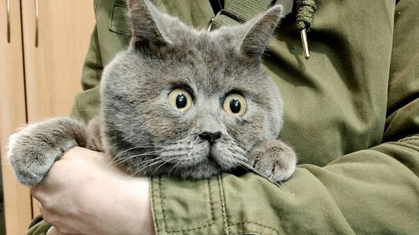 Удивленный кот Федя из Ростовской области 