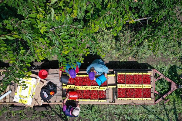 Сбор урожая черешни сорта Дайбера черная на ООО плодообъединение Сады Ставрополья