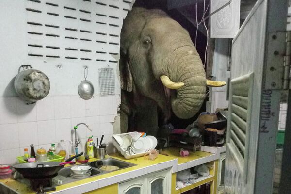 Cлон, ищущий еду на кухне дома, Хуа Хин