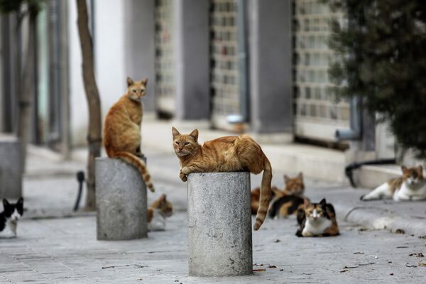 Бездомные кошки отдыхают на улице в старом городе Никосии, Кипр