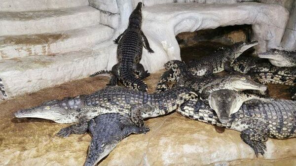 Крокодилы себя чувствуют великолепно: ялтинский крокодиляриум восстанавливается после наводнения