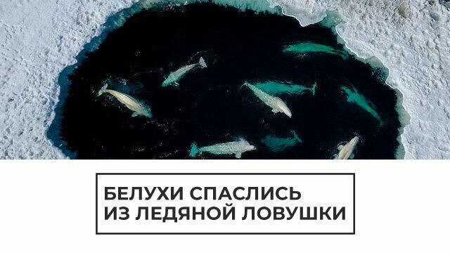 Путь к свободе: белухи выбрались из ледяного плена - РИА Новости, 1920, 25.06.2021