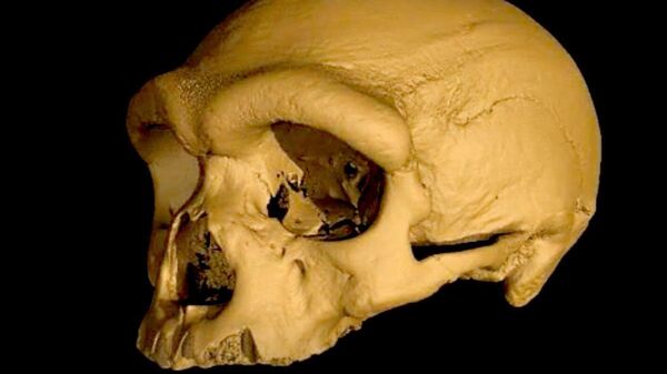 Трехмерная реконструкция харбинского черепа