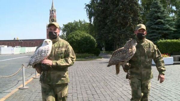 Птичий дозор: сова и филин на госслужбе в Кремле