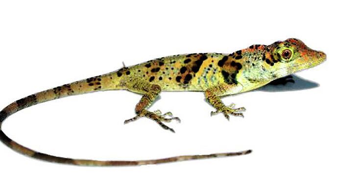 Ящерица  Anolis nemonteae - РИА Новости, 1920, 26.06.2021