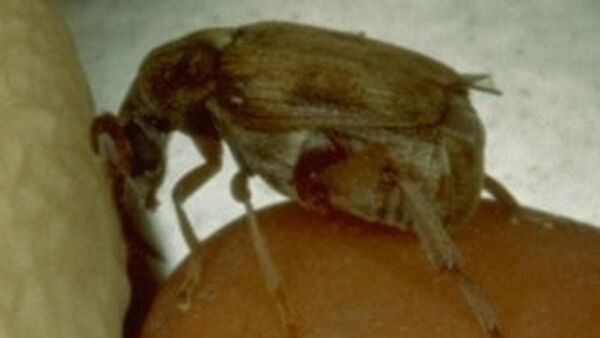 Самец жука Callosobruchus maculatus