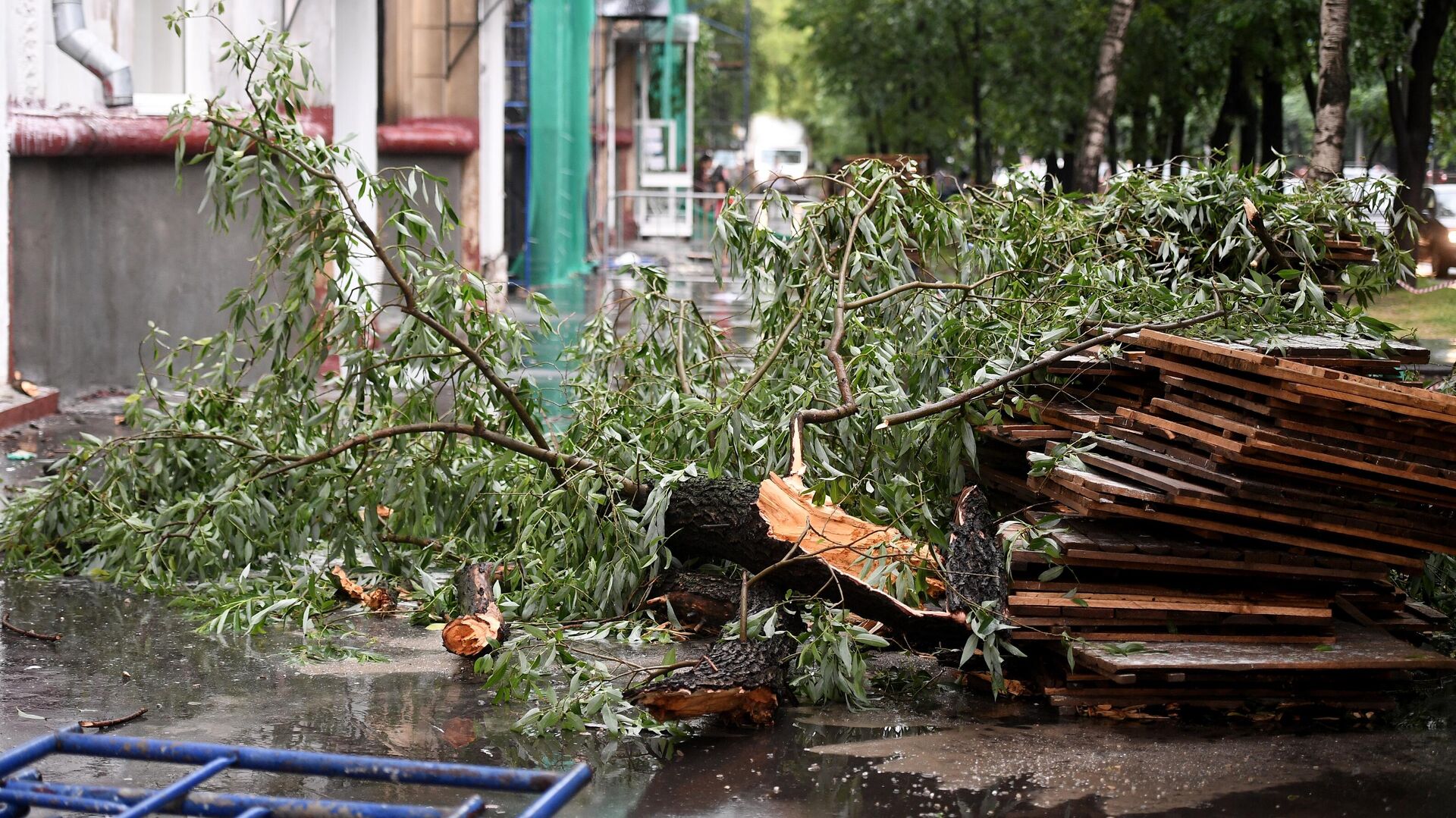 Поваленное во время дождя дерево на одной из улиц в Москве - РИА Новости, 1920, 07.08.2021