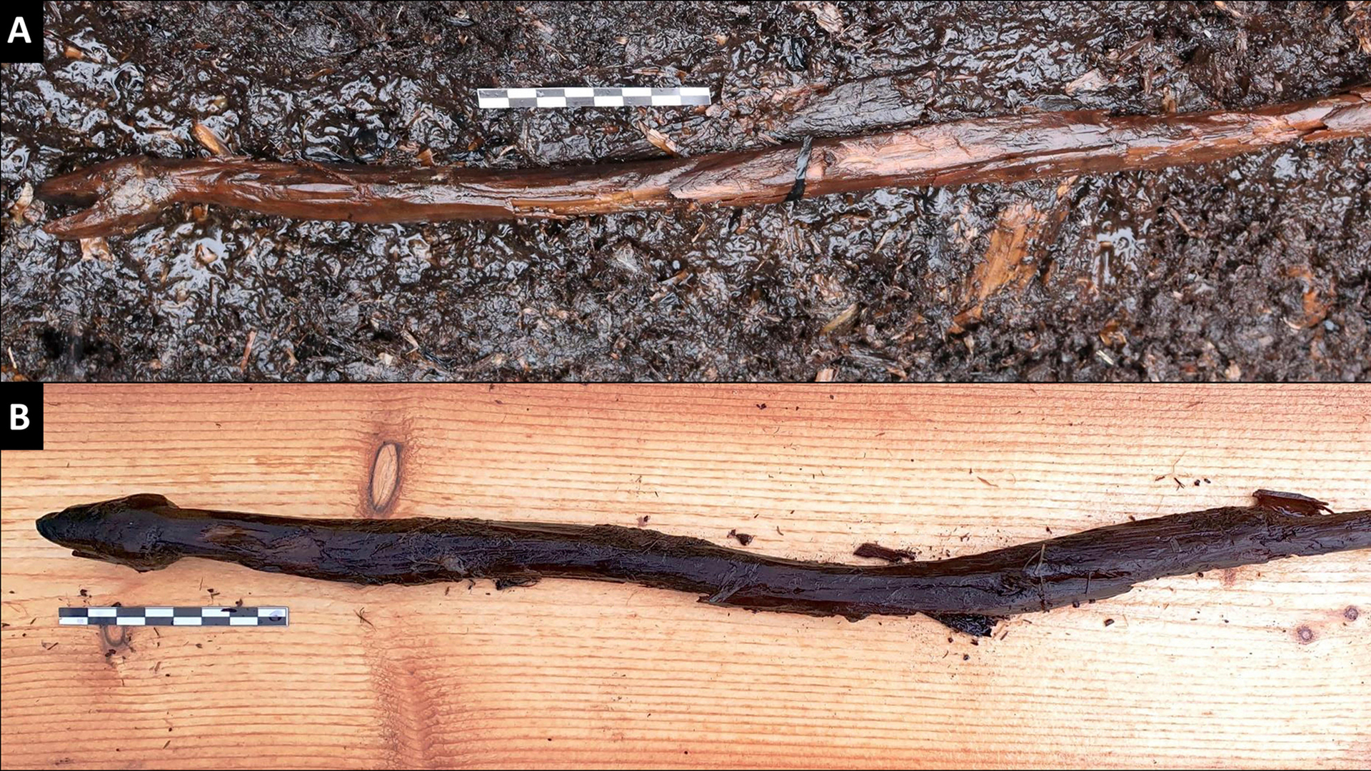 Посох в форме змеи, обнаруженный у озера на юго-западе Финляндии - РИА Новости, 1920, 30.06.2021