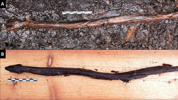 Посох в форме змеи, обнаруженный у озера на юго-западе Финляндии