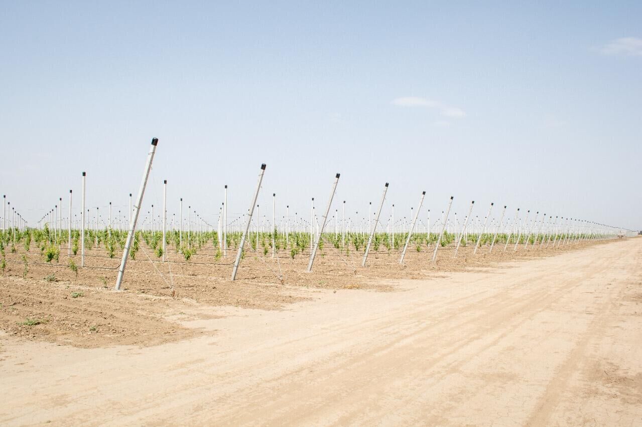 Нектарин Нектарин - РИА Новости, 1920, 01.07.2021