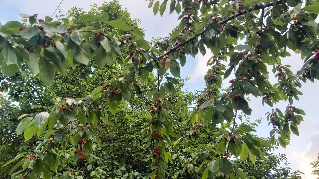 Черешня Черешня - РИА Новости, 1920, 01.07.2021