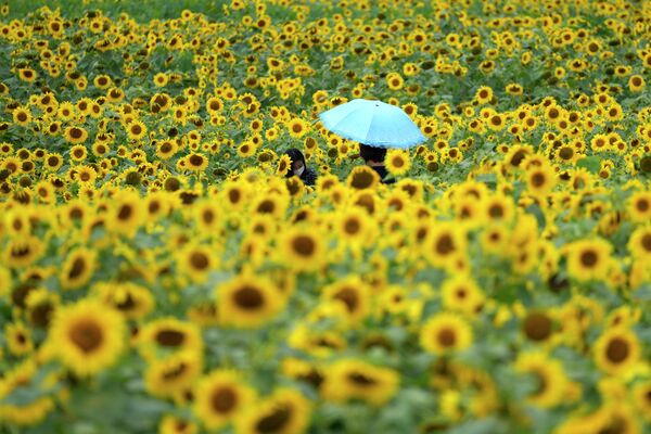 Поле цветущего подсолнечника в Южной Корее