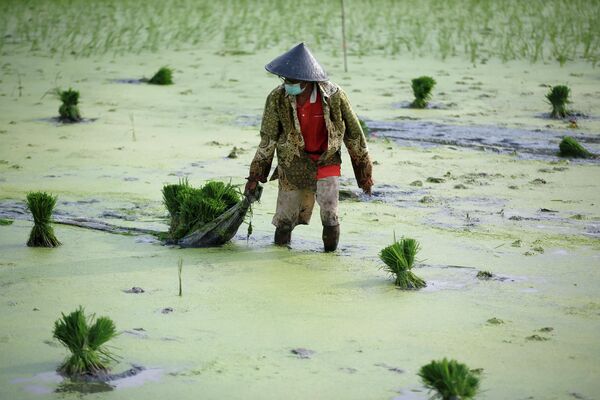 Фермер работает на рисовом поле в Джакарте, Индонезия