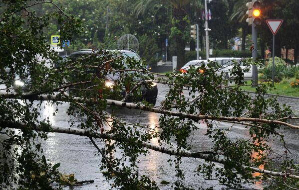 Поваленное во время дождя дерево на проезжей части в Хостинском районе Сочи