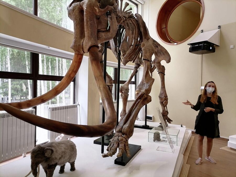 Скелет степного слона в музее Природы и человека в Ханты-Мансийске