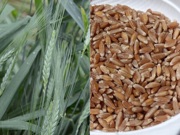 Полба (Triticum dicoccum) Полба (Triticum dicoccum)