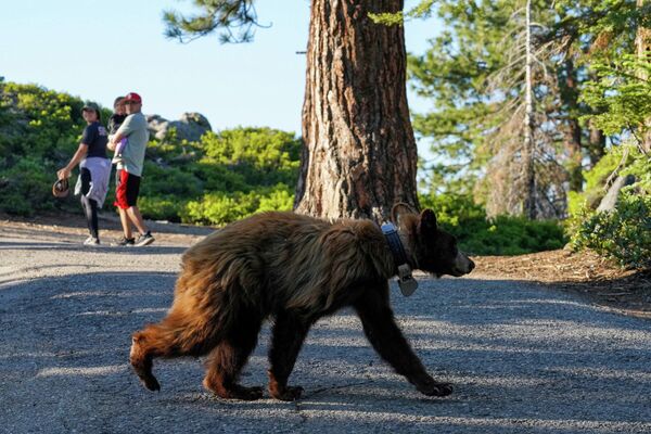 Медведь переходит дорогу в Йосемитском национальном парке. Калифорния, США 