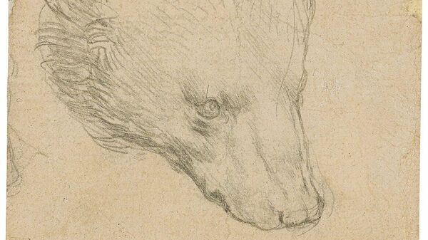 Набросок головы медведя, выполненный итальянским художником Леонардо да Винчи