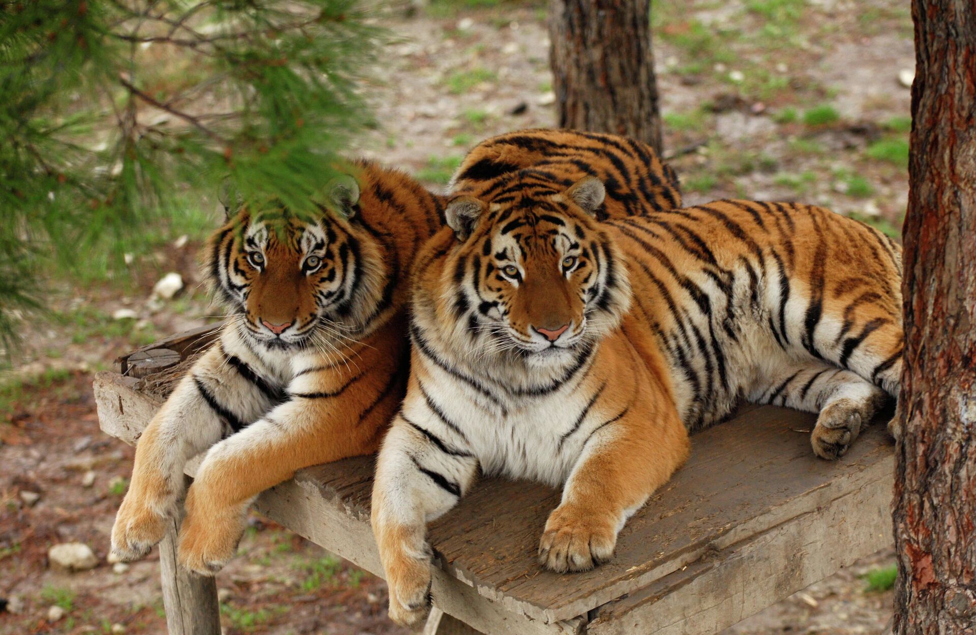 Тигры в вольере Сафари-парка в Геленджике - РИА Новости, 1920, 12.07.2021