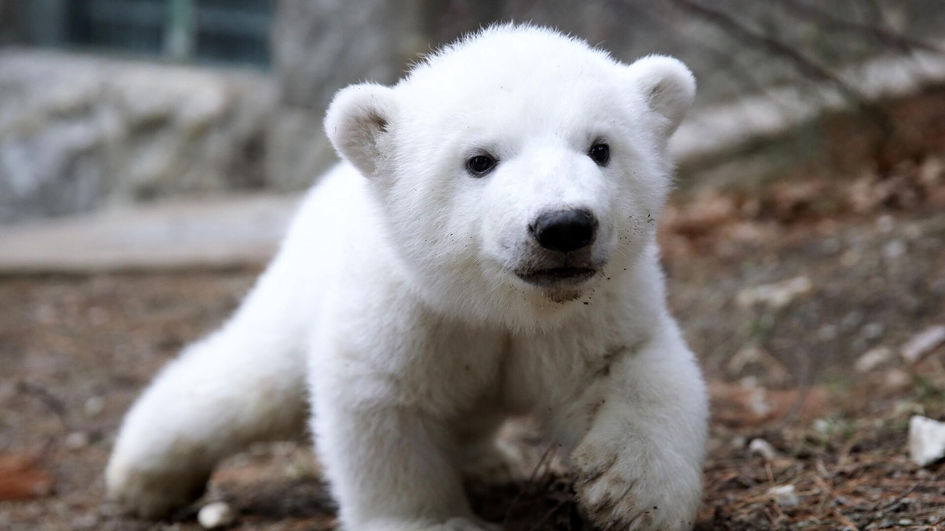 Интересные фото белого медведя