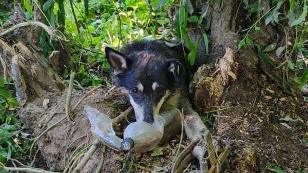 Сотрудники Департамента ГОЧСиПБ спасли собаку в Мещерском парке
