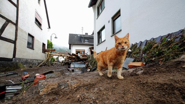 Кот гуляет в немецком городе Шульд, пострадавшем от проливных дождей 