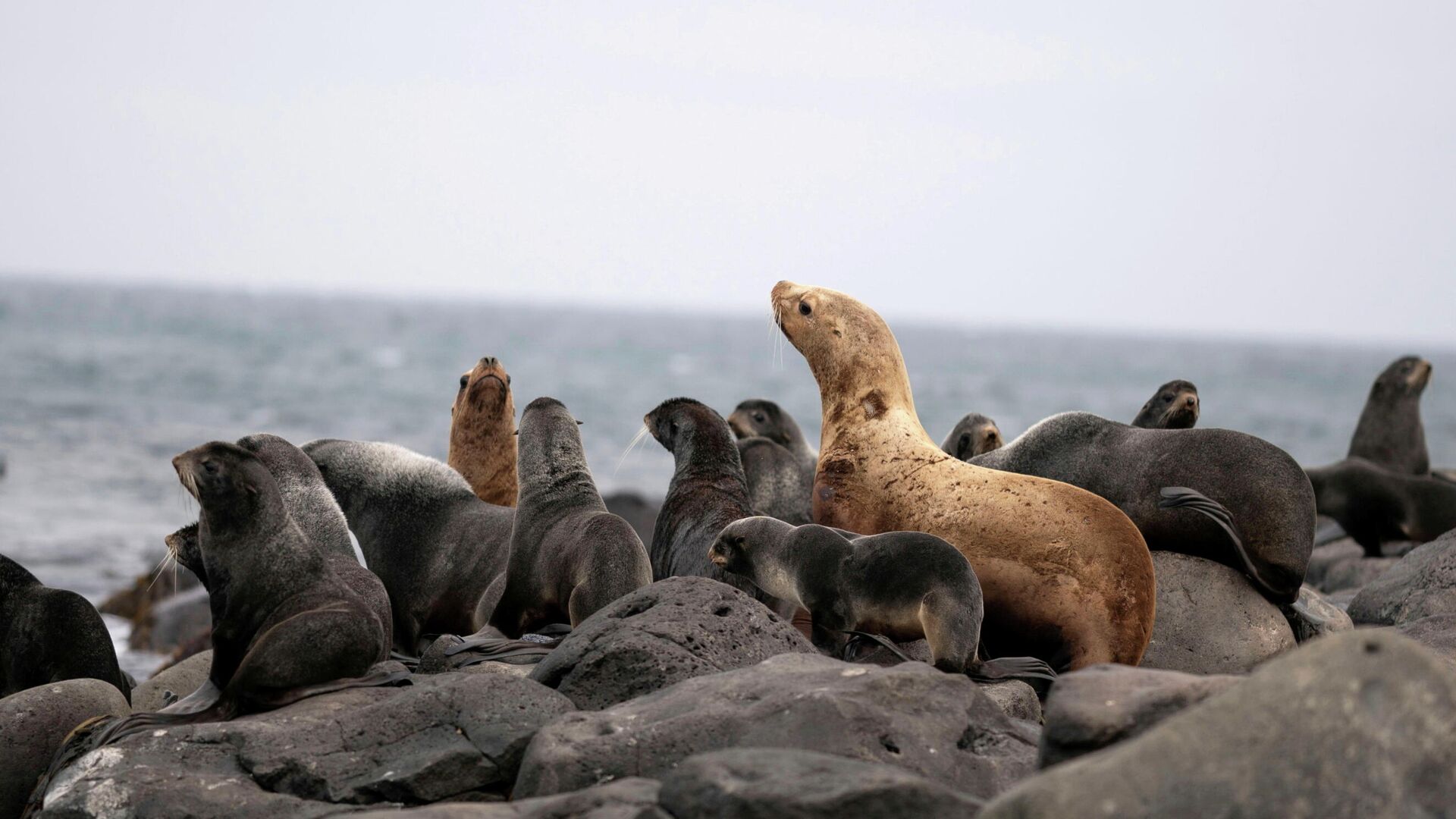 Морские котики отдыхают на северном берегу в Сент-Джордж, штат Аляска Морские котики отдыхают на северном берегу в Сент-Джордж, штат Аляска - РИА Новости, 1920, 29.07.2021