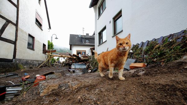 Кошка на улице после наводнения в Шульде, Германия