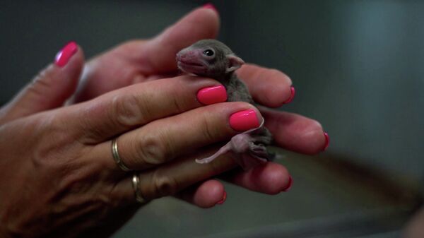 Беби-бум рукокрылых: в Московском зоопарке родились детеныши летучих мышей и крыланов