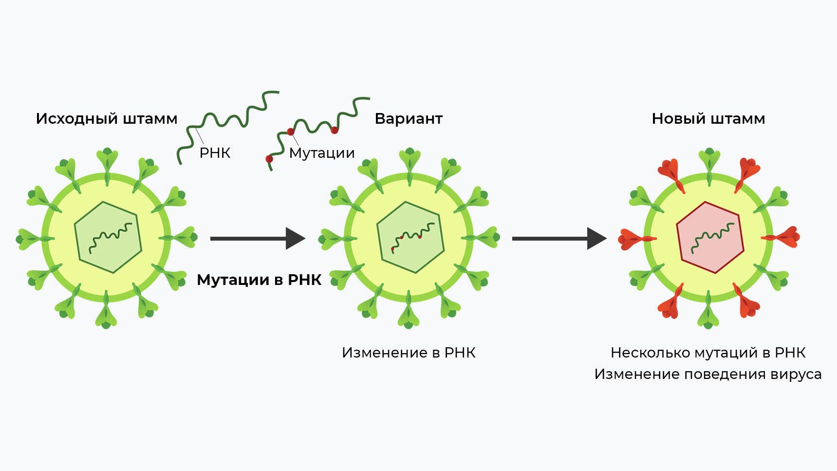 Схема возникновения нового варианта коронавируса - РИА Новости, 1920, 02.09.2021