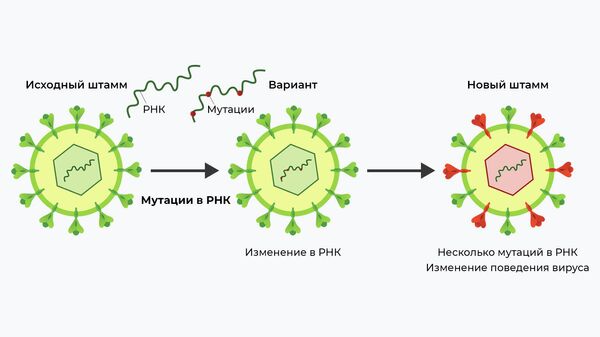 Схема возникновения нового варианта коронавируса