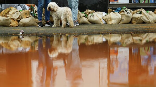 Собака стоит рядом с мешками с песком на затопленной улице после проливных дождей в Эрфтштадте, Германия