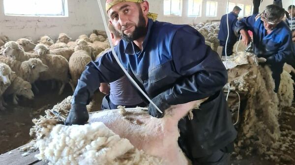 Ставрополье – лидер по производству овечьей шерсти