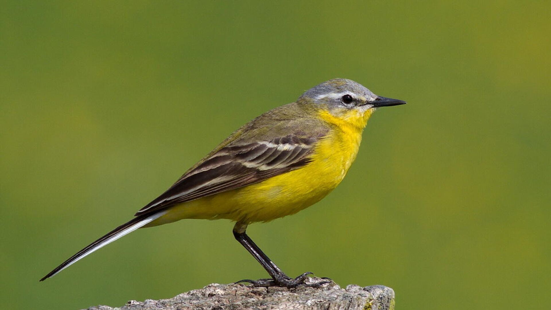 Желтая птичка с длинным клювом фото название