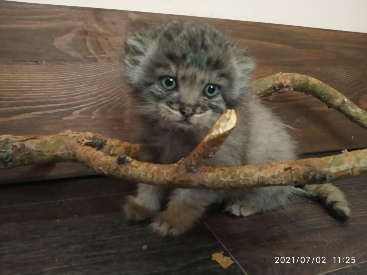 Котята манула, спасенные сотрудниками этнографического музея Улан-Удэ - РИА Новости, 1920, 21.07.2021