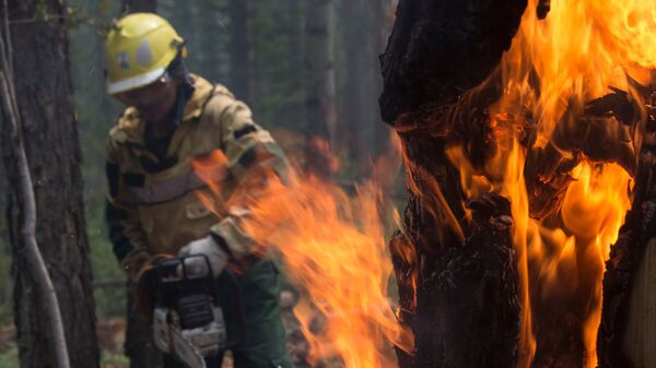 Сотрудник Авиалесоохраны проводит противопожарные мероприятия для препятствия распространению лесных пожаров в Якутии