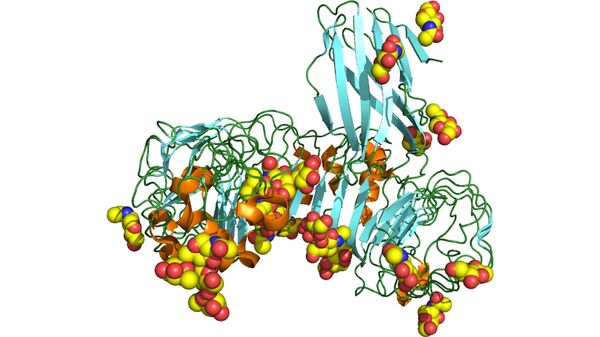 Структура рецептора TLR4 - одного из ключевых белков, отвечающих за врожденный иммунитет