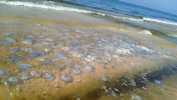Медузы на побережье Азовского моря в районе станицы Голубицкая