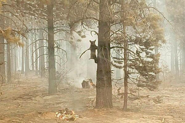 Медвежонок цепляется за дерево после того, как его заметил офицер службы безопасности при пожаре Бутлег в южном Орегоне.
