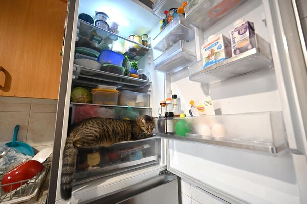 Кошка лежит в холодильнике в квартире хозяина, чтобы остыть во время аномальной жары в Киеве 