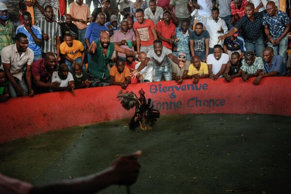 Петушиные бои в Порт-о-Пренсе, Гаити