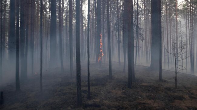 Пожар в лесу